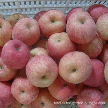 100-113-125 Good Quality FUJI Apple